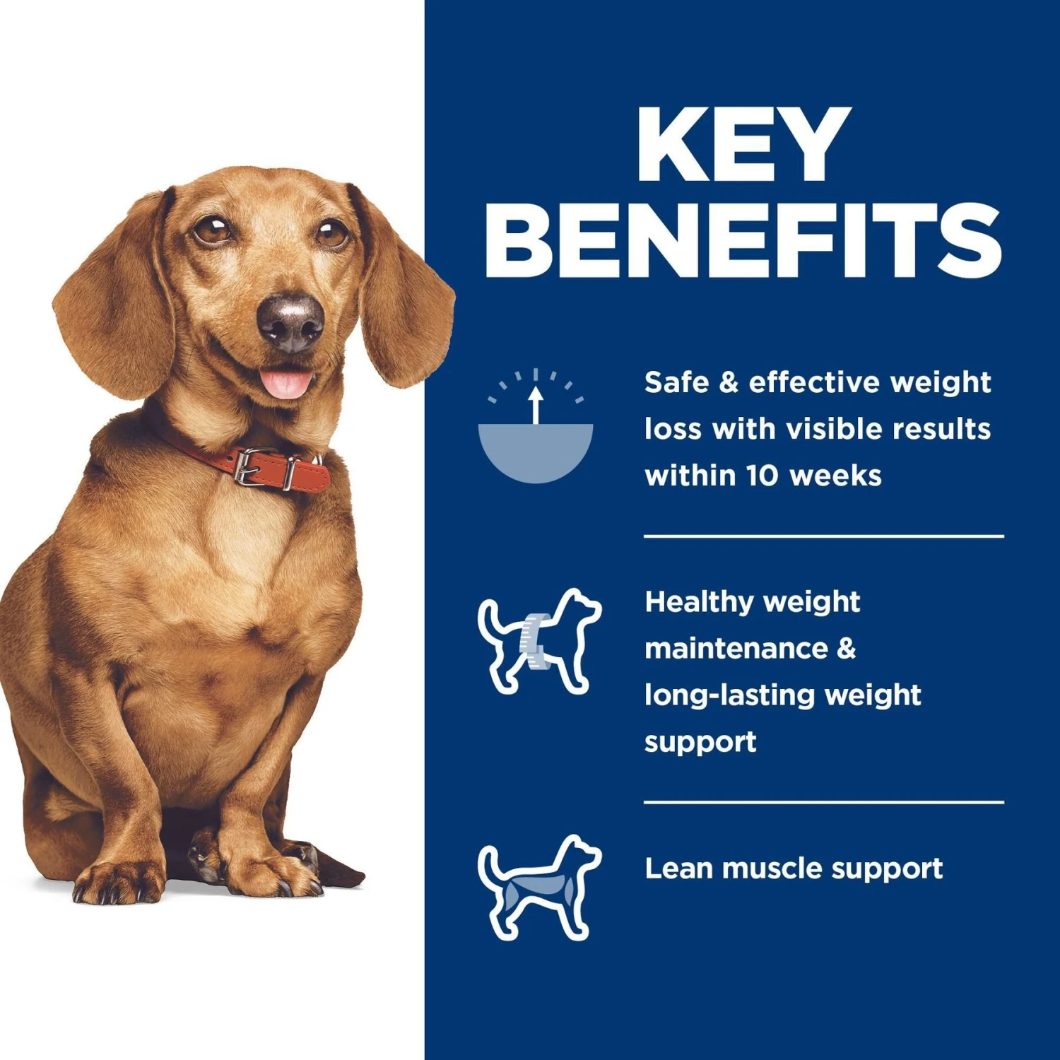 Hill's Science Diet Adult Perfect Weight Small & Mini Chicken Recipe Dry Dog Food 9 Hill's Science Diet Adult Perfect Weight Small & Mini Chicken Recipe Dry Dog Food - Image 7